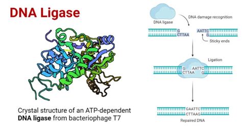 DNA Ligase- Definition, Structure, Types, Functions