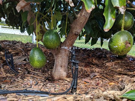 How Often to Water Avocado Plant? - My Heart Lives Here