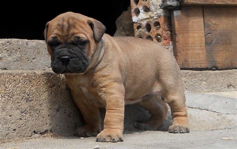 Bullmastiff Puppies Dog Images - Pictures Of Animals 2016