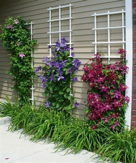 12 Best Climbing Flowers for Pergolas and Trellises - Matchness.com