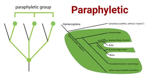 Paraphyletic- Definition, Group, Classification, Examples