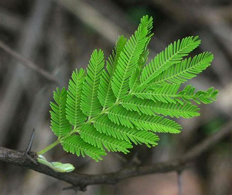 Flora of Zimbabwe: Species information: individual images: Acacia nilotica