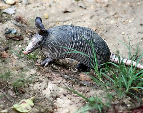 Armadillos in Texas. Your questions answered. — Cindy Heath