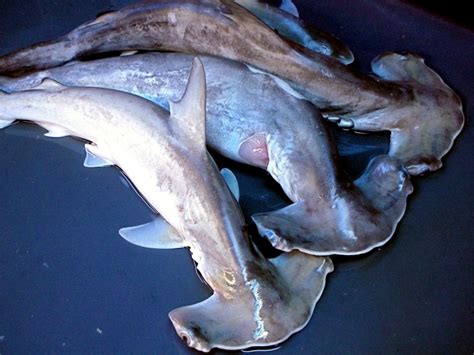 Scalloped Hammerhead Shark – "OCEAN TREASURES" Memorial Library