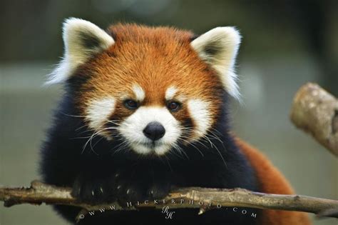 Endangered Animal List | Photo, Information