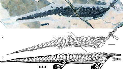 Researchers Describe New Reptile Platypus From the Early Triassic | UC ...