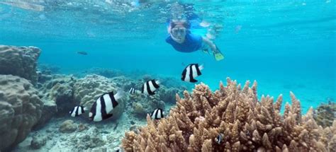 Snorkeling Cook Islands | A Guide to the Best Spots | Snorkeling Report