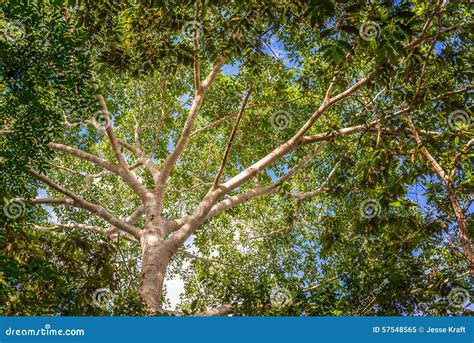 Jungle Canopy stock image. Image of plant, greenery, bark - 57548565