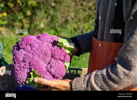 Organic red cauliflower on display during fall harvest Stock Photo - Alamy