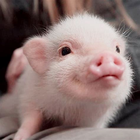 Pin by Mary D on puerquis | Cute baby pigs, Baby animals pictures, Cute ...