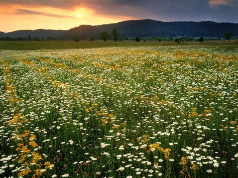 Walk through fields of happiness at these ultimate wildflower hikes | Cades cove, Smoky mountain ...