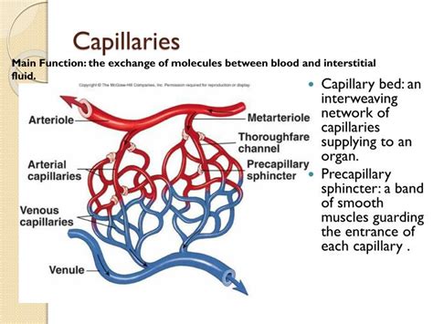 PPT - Blood Flow and Blood Vessels in the Cardiovascular System ...