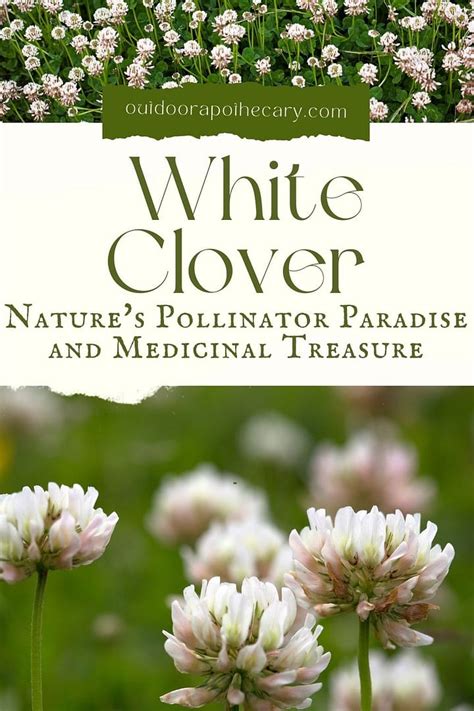 White Clover: Nature's Pollinator Paradise And Medicinal Treasure - The Outdoor Apothecary