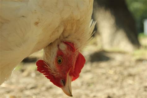 Wry Neck/Torticollis What is it & Initial Treatment - The Upside down rooster | The Holistic Hen ...