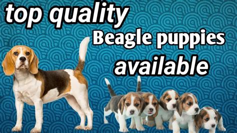 top quality Beagle puppies available 👌 👏 😍 - YouTube