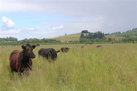 Can Grazing Cows Help Conserve Native Prairies? - Pacific Birds Habitat ...