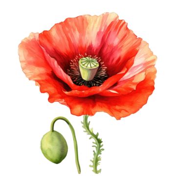 Red Poppy Flower Watercolor Ai Generated, Poppy, Red, Flower PNG ...