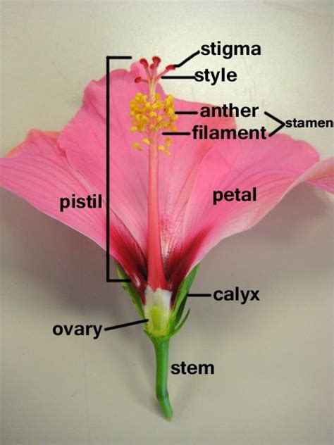 Pin by Kim Major on Cycle 1 Classical Conversations | Teaching biology, Parts of a flower ...