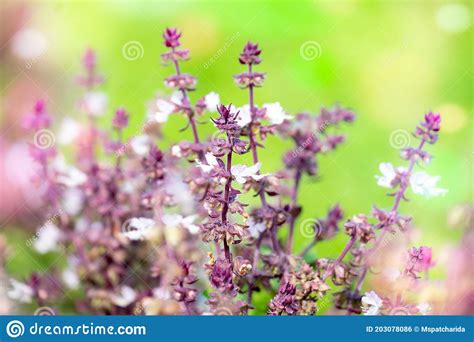 Beautiful Thai Basil Ocimum Basilicum Plant Stock Photo - Image of mint, nature: 203078086