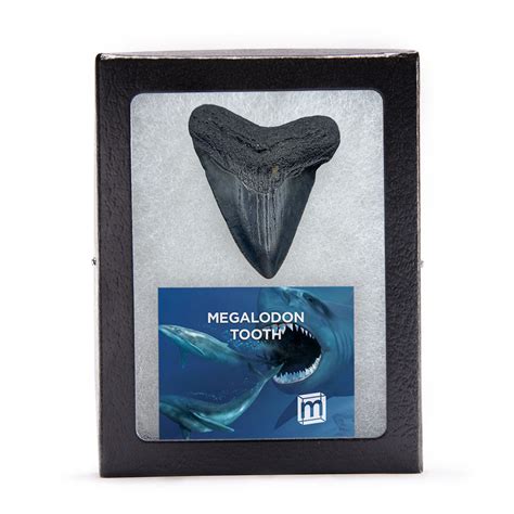 Megalodon Natural Fossil Teeth - Mini Museum