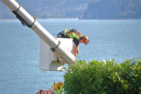 Landscaper Using a Hoist, Bucket or Lift Editorial Stock Image - Image of yard, hedge: 96721634