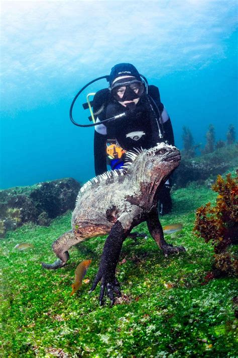 Galapagos Diving: Your Ultimate Guide to a Thrilling Journey