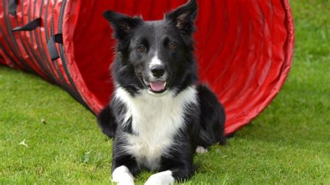 Border Collie Grooming