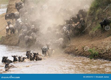 Masai Mara river crossing stock image. Image of dust - 24934751