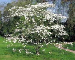 Virginia State Tree: Flowering Dogwood (Cornaceae Cornus florida)