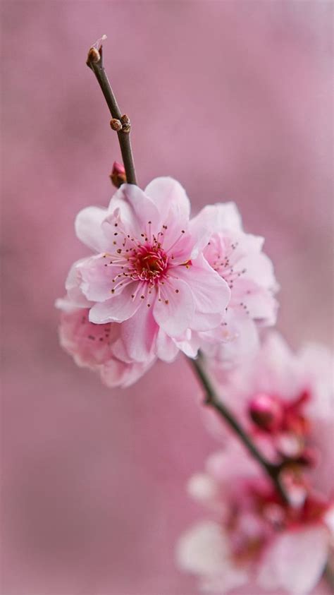 Beautiful Light Pink Flower HD phone wallpaper | Pxfuel