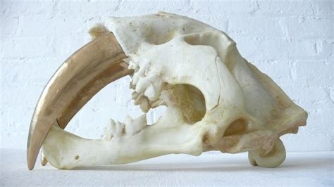 Saber Tooth Tiger Skull Photograph By Sasha Samardzij - vrogue.co