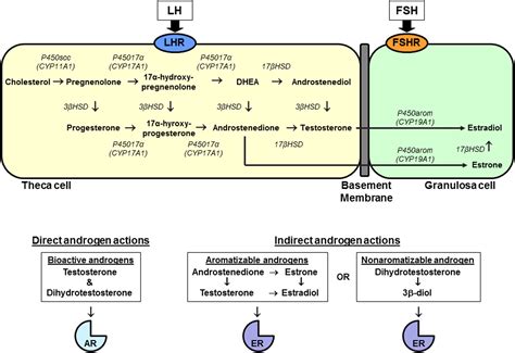 Androgens and ovarian function: translation from basic discovery research to clinical impact in ...