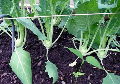 How to Grow Kohlrabi at home | Growing Kohlrabi - Naturebring