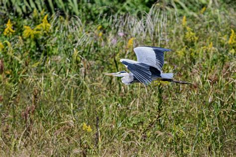 Gray Heron Bird Flying - Free photo on Pixabay - Pixabay