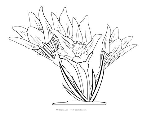 Crocus Flower Drawing at GetDrawings | Free download