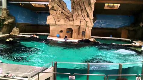 Dolphin Show DuisBurg Zoo - YouTube