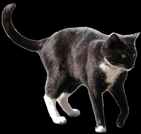 black and white cat clipart 12 cm | Flickr - Photo Sharing!