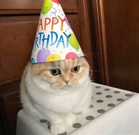 hbd cat | Cat birthday, Cute cat memes, Cats