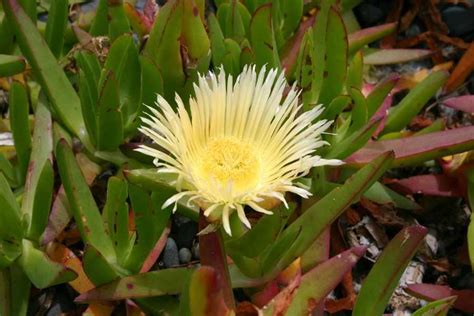 Carpobrotus edulis - Alchetron, The Free Social Encyclopedia