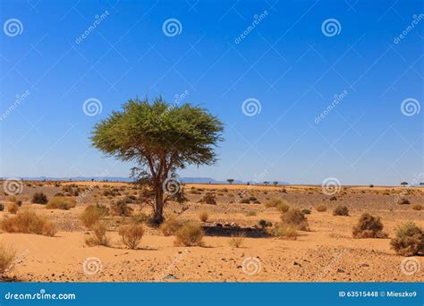 Acacia in the Sahara Desert Stock Photo - Image of botanical, outdoor ...