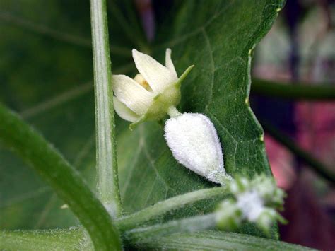 That’s a Funny Name for a Squash | Hawaii Horticulture