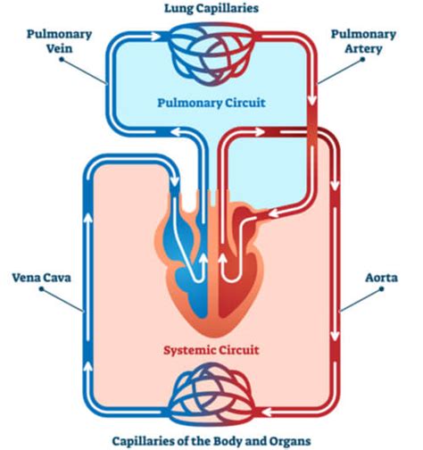 Diagram Pulmonary Circuit