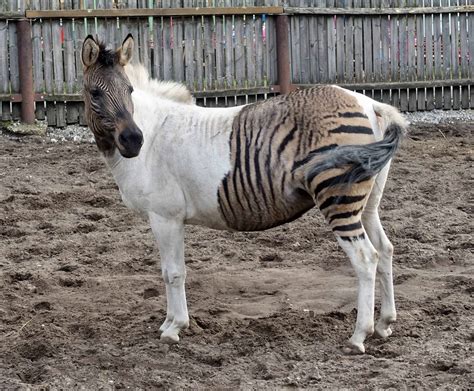 All About The Zorse And Other Zebra Hybrids