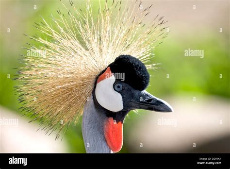 Grey Crowned Crane from Uganda Stock Photo - Alamy