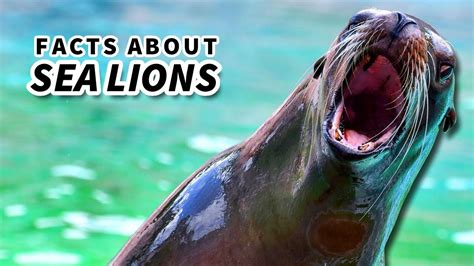 Sea Lion Facts: is a SEA LION a SEAL? | Animal Fact Files - YouTube