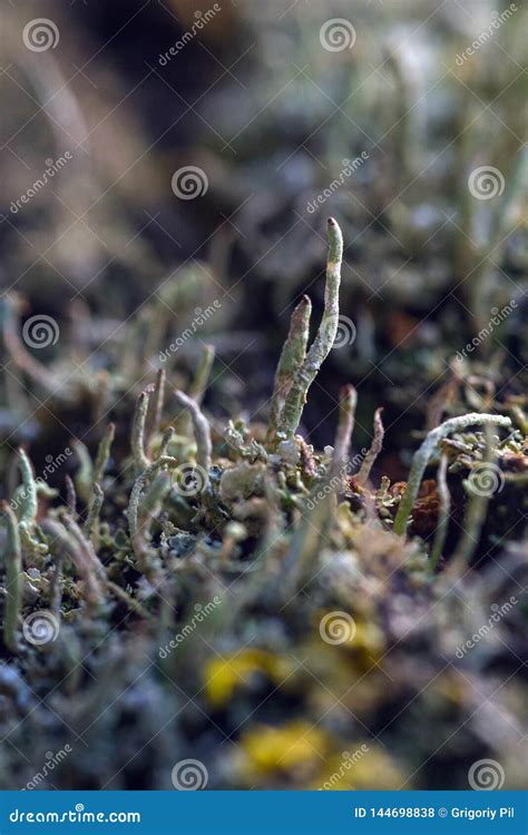 Moss and lichen stock photo. Image of moss, microscope - 144698838