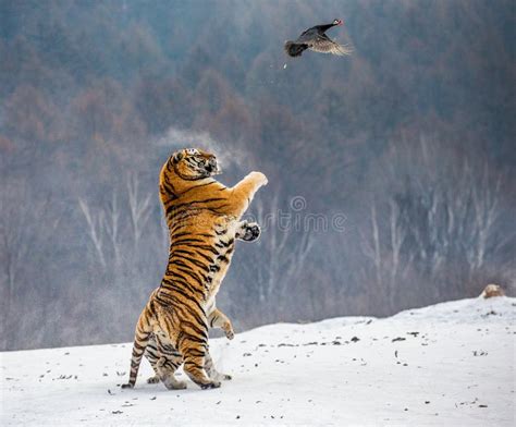 Siberian Tiger in a Jump Catches Its Prey. Very Dynamic Shot. China ...