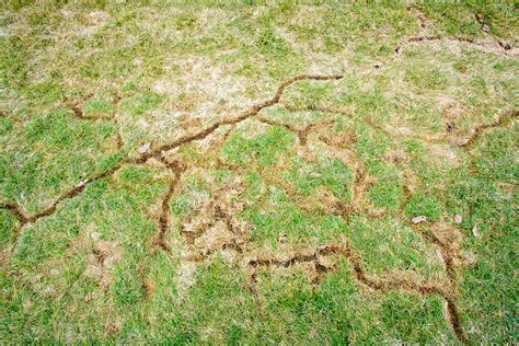 Vole Inspection - Vole Damage, Tunnels, & Signs of Voles