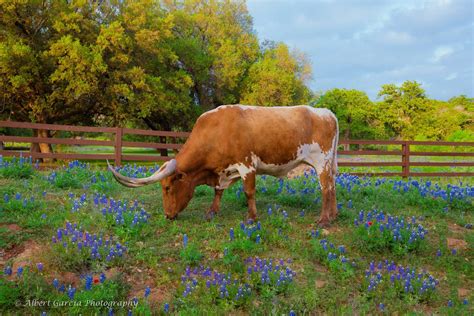 Bluebonnets and Longhorn — albert garcia photography