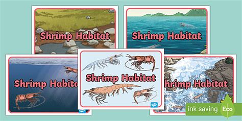 FREE! - Shrimp Habitat Display photos - Classroom Display - Resource